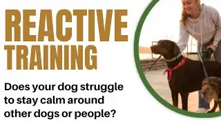 Layla Overcomes Fear! ✅ Reactive Dog Training Success 🐾