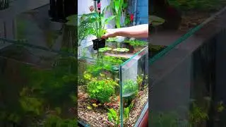 Aquarium Black Plastic Pot Plant Holder &ndash; Perfect for Aquascaping!