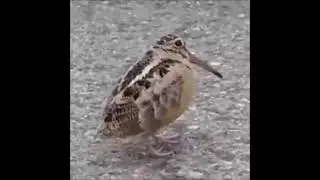 Narceja o P&aacute;ssaro que Dan&ccedil;a!!!