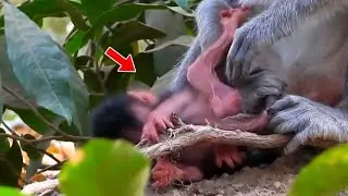 Popular Daily Monkey Wildlife, Very Pity Look Lala Babie is Weak Try Play Near Young Momma Loyal