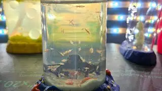 Морские обезьянки в УЛЬТРА РЕДКОМ резервуаре для робо-дайвера!