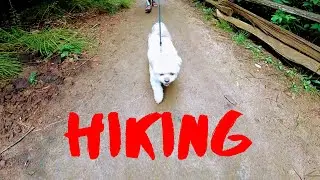 GOPRO HERO 7 | Amazing Walk in the Forest ,Travel V&iacute;deo