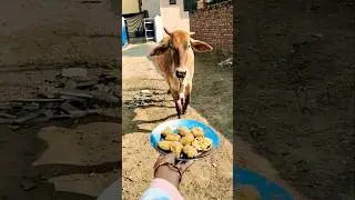 Unlikely friends: a Calf and a Golden Retriever Share Biscuits! 🐶🐮 #shorts #youtubeshorts #calf #dog