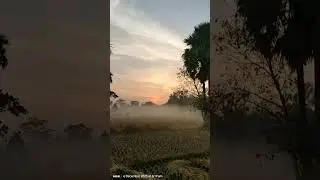 #villageview #wintermorning #wintersky #foggymorning #foggysky #paddyfields #morningview #morningsky