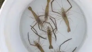 钓河虾一定要注意这几点，不钓浮，不打窝，钓浅不钓深，不钓正中午，你也一定会有好收获的#河虾钩 #钓河虾 #钓河虾的技巧和方法