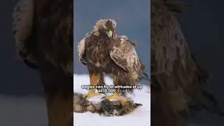 welcome to eagles world #animals #factopia #facts #eagle #world #fun