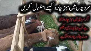 Sardiyon mein Bakriyon ko Sabz Chara Kaise Khilayen? Full Goat Farming Guide
