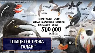 Заповедная территория «Полюса» - остров Талан