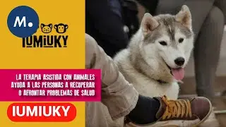 IUMIUKY: Dogtor animal, intervenci&oacute;n asistida con animales | Mediaset