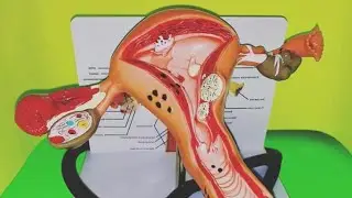 Vulva and Vagina Problems