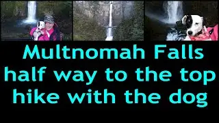 Multnomah Falls half way to the top hike with the dog