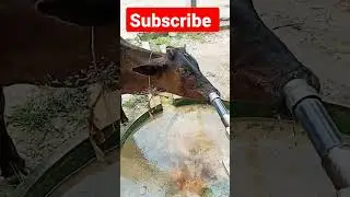cow drink water #short #viralvideo 🙏🙏🙏🙏🙏 help me