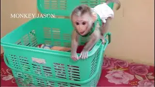 So Lovely!! Prince Baby Jason Rush Running & Stand Up Request Milk After Happily Eating Ripe Banana