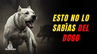 Dogo Argentino (no creerás cómo lo crearon)