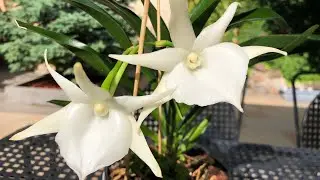 ОРХИДЕЯ Angraecum Veitchii ?? Цветение и немного об уходе.