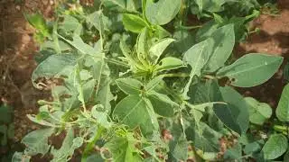 Bayer Fenos quick in Groundnut
