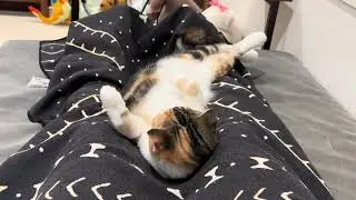 人間みたいにゴロりんミケちゃん🐱calio cat Mike-chan/Mike-chan lying down like a human