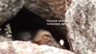 Rock Cloaking Morphing into Gnome !