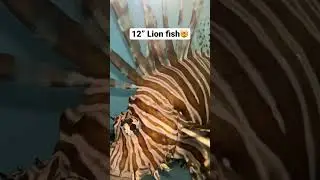 This guy is a BEAST&hellip;. #fishtank #saltwaterfish #reeftank #aquarium #nyaquatic