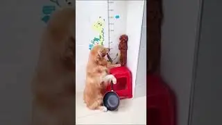 Funny Animals | Смешные Животные #shorts