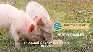 Animal Equality named a Top Charity! - UK Edition