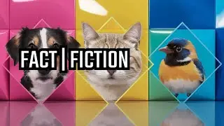 The Most Common Myths About Animal Behavior