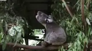 BBC News   Koalas bellow with unique voice organ