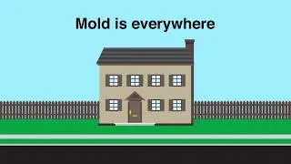 Empire Inspectors - Mold Inspections - Call Us! - 914-352-0699