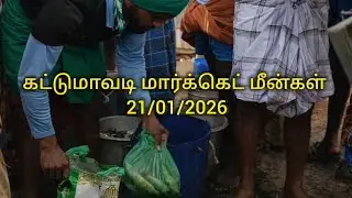 21/01/2026 கட்டுமாவடி மார்க்கெட் மீன்கள் ஏலம் 🦀🦈🐟🦐🦀