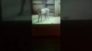 Benjamin the Tasmanian Tiger in the Beaumaris Zoo in The botanical Gardens in Hobart Tasmania