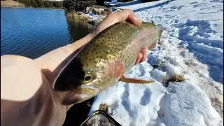 The trout vacuum fly fishing Andrews Alpine Lake Colorado