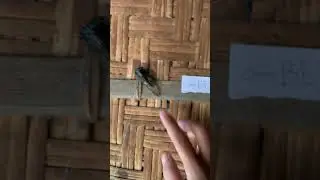 Guy Uses a Cicada as a Bell
