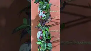 DIY | Creative Way Of Transforming Foot Ball Into Hanging Planter | Vertical Garden #shorts