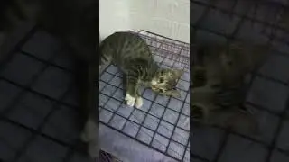 This is an easy way to make your cat fall asleep 😄