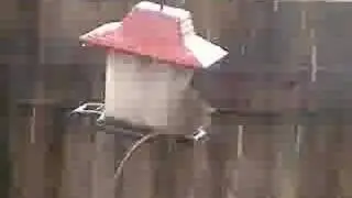 Rat in Bird Feeder
