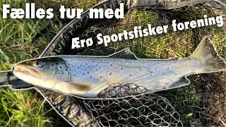 F&aelig;lles tur med &AElig;r&oslash; Sportsfisker Forening 🎣 Hav&oslash;rred Fiskeri 🐟