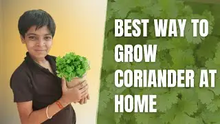 How to grow Coriander Leaves (Cilantro) at home | best way to grow coriander at home
