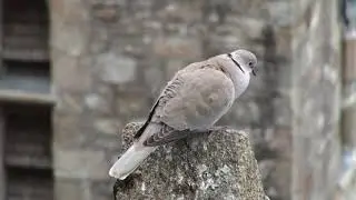 Tourterelle turque (Streptopelia decaocto) Eurasian Collared Dove