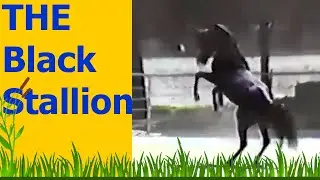 Ala Charm - Walter Farley's own Black Stallion