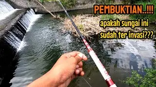 SUNGAI KECIL BERARUS DERAS  APAKAH SUDAH TERINVASI ⁉️ mancing ikan red devil NAHOL MANIA