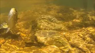 Huge Rainbow caught on Zebra Midge fly