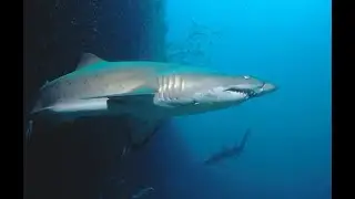 Зачем эмбрион обыкновенной песчаной акулы (Carcharias taurus) поедает своих братьев и сестёр ?