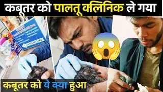Ek Kabootar Ki Zindagi Bachane Ki Koshish 🕊️ | Eye Treatment & Care @avealvlogs #dailyvlogs