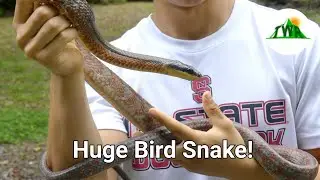 The Neotropical Bird Snake: Ambush Assassin of Costa Rica!