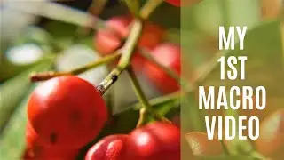 MY 1ST Macro Video| Cinematic Short Film | Sony ZV-1