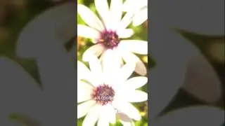 4月7日の誕生花はディモルフォセカ（アフリカキンセンカ）。花言葉は「元気」「豊富」 #神奈川県 #コンビニ #ラーメン #元気 #花言葉 #花 #スイーツ #占い #グルメ