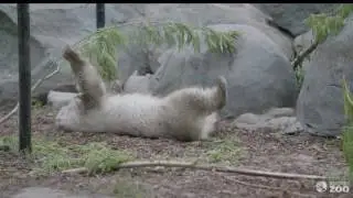 Toronto Zoo Polar Bear Cub Juno at 8 Months Old