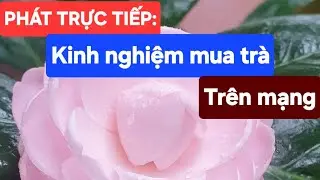 PHÁT TRỰC TIẾP: Kinh nghiệm mua trà trên mạng