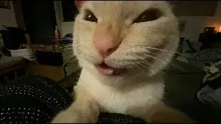 Best Funny Cat Videos 2026 🏆 Try Not To Laugh Challenge!