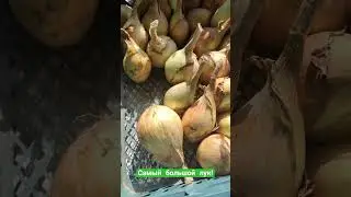 Самый урожайный лук. Сорт Экзибишн #лукрепчатый #огород #урожайныйсорт #лучшиесорта